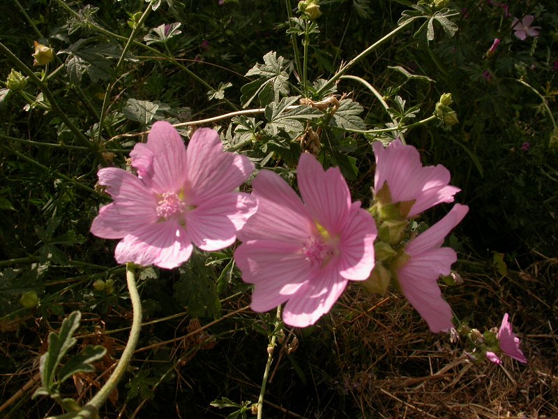 Fiori dalla Maremma
